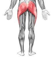 gluteus maximus--west hollywood chiropractor